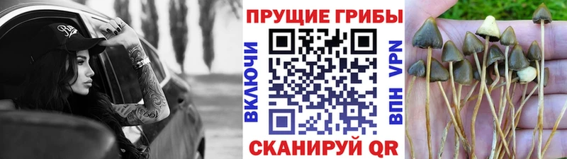 Галлюциногенные грибы Psilocybine cubensis  Купить где  Боровичи 